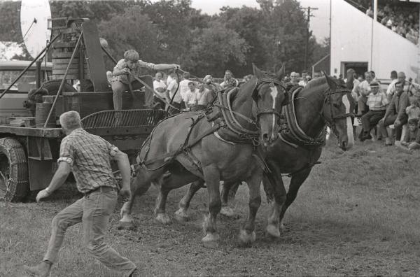 Horse Pulling at Boonville Fair
