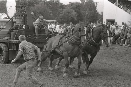 Horse Pulling at Boonville Fair