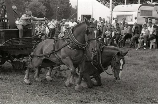 Horse Pulling at Boonville Fair