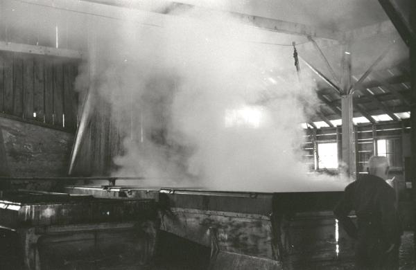 Yancey's Sugar Bush