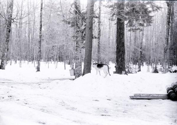 Yancey's Sugar Bush