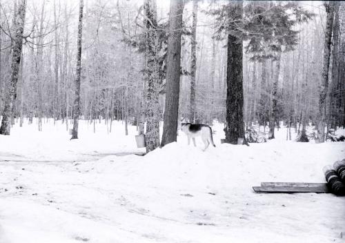Yancey's Sugar Bush