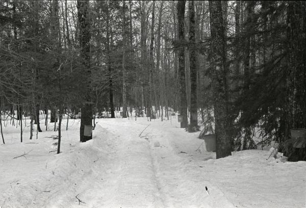 Yancey's Sugar Bush