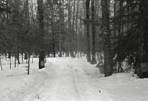 Yancey's Sugar Bush