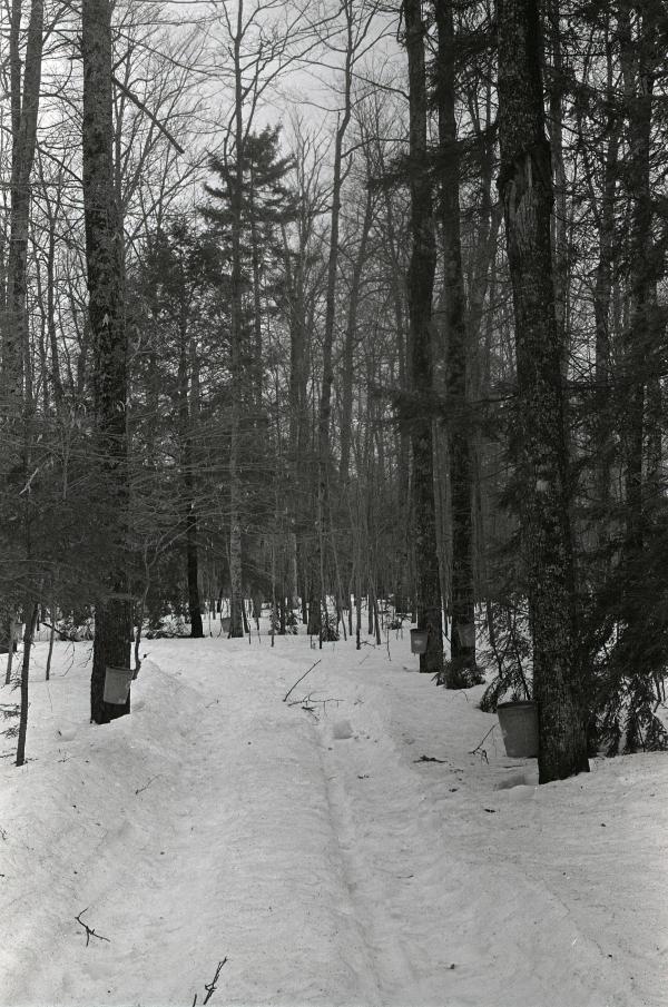 Yancey's Sugar Bush