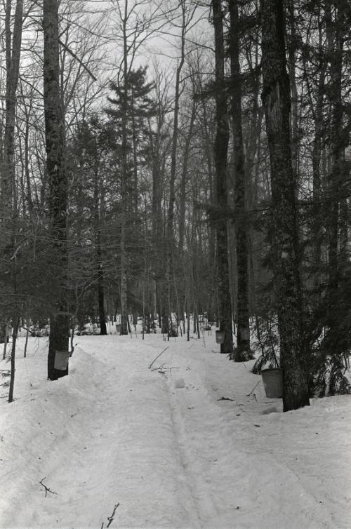 Yancey's Sugar Bush