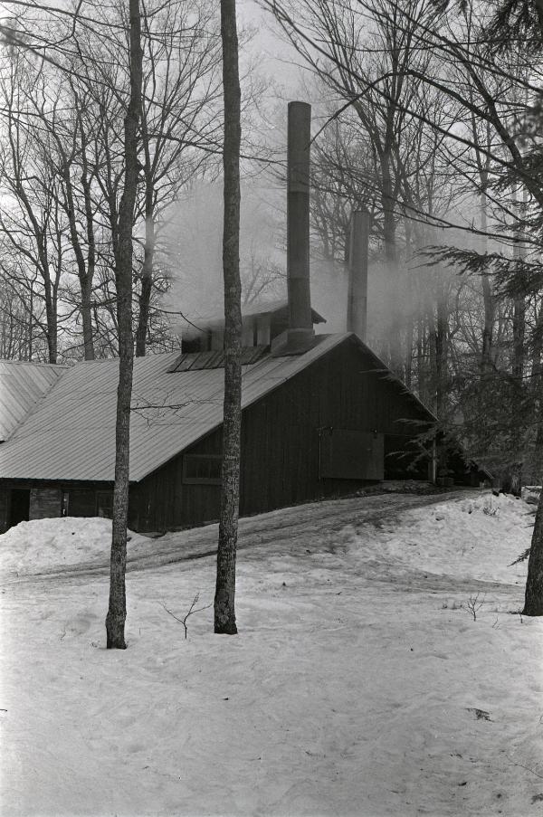 Yancey's Sugar Bush