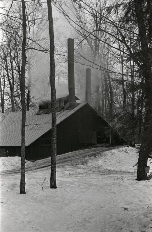 Yancey's Sugar Bush