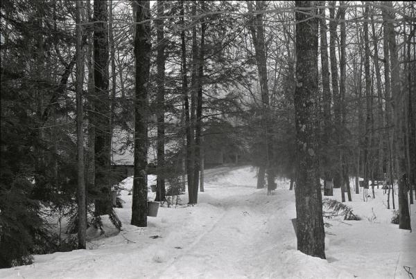 Yancey's Sugar Bush