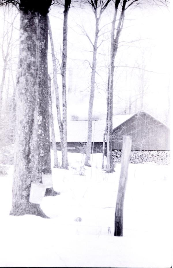 Yancey's Sugar Bush
