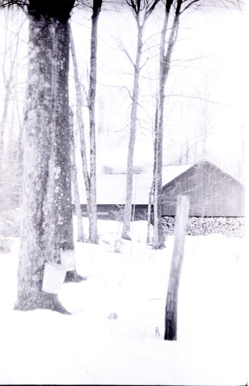 Yancey's Sugar Bush
