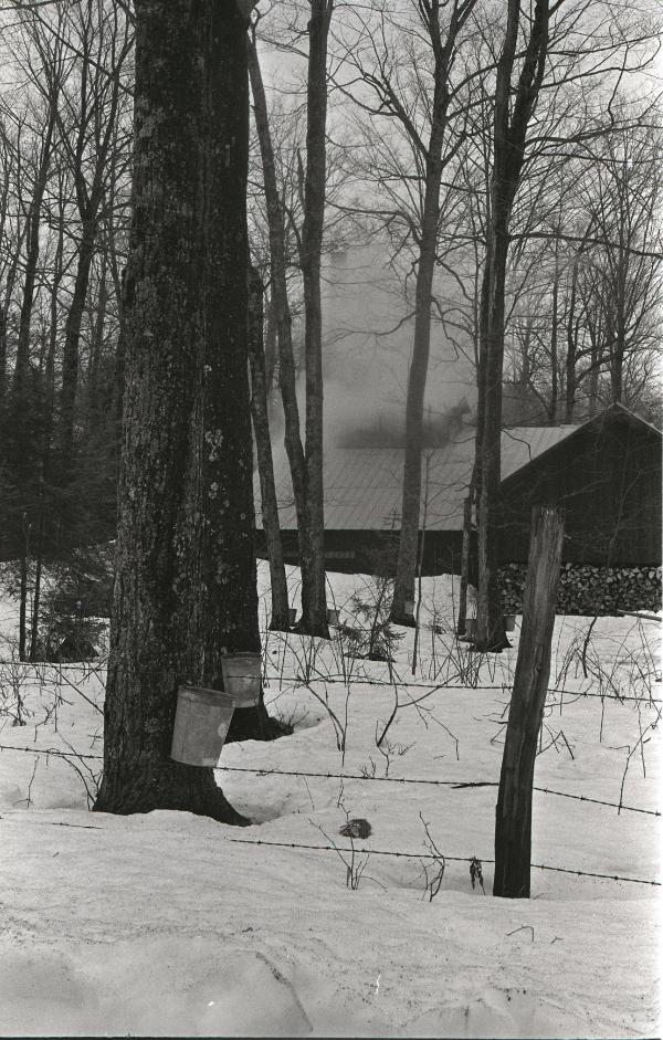 Yancey's Sugar Bush