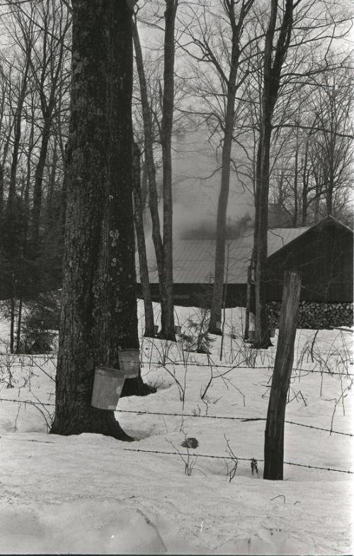 Yancey's Sugar Bush