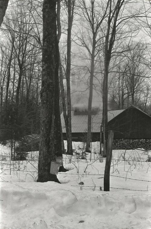 Yancey's Sugar Bush