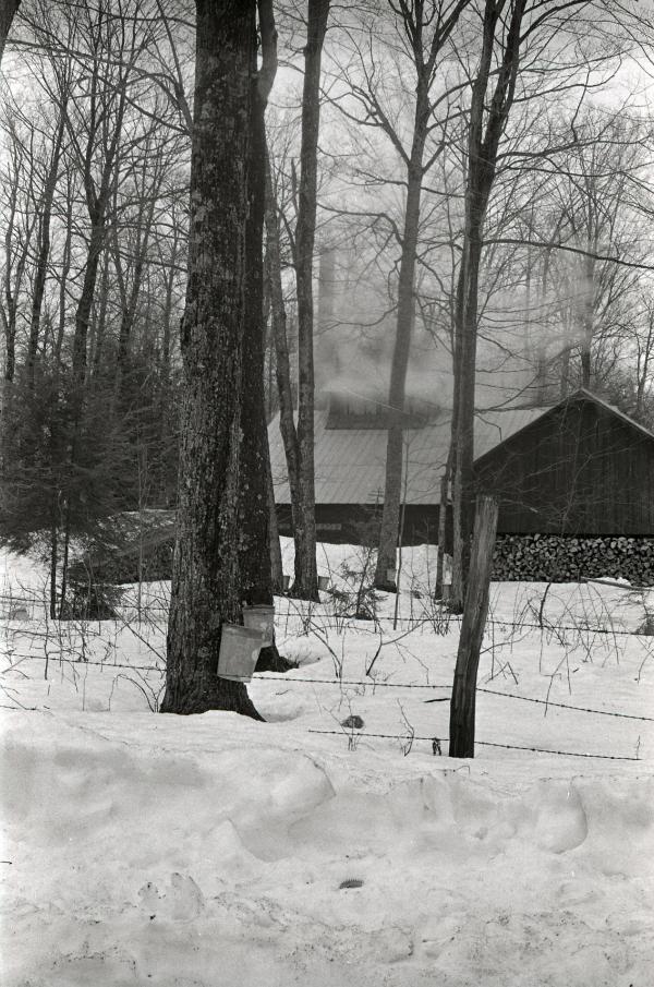 Yancey's Sugar Bush