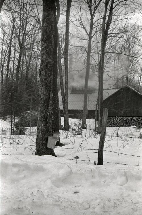 Yancey's Sugar Bush