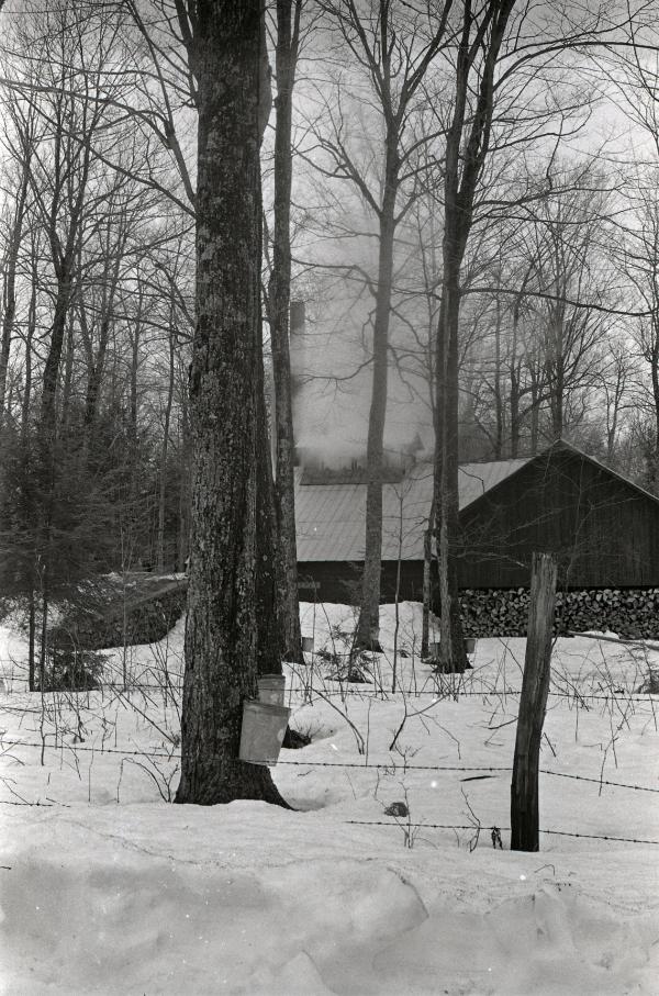 Yancey's Sugar Bush