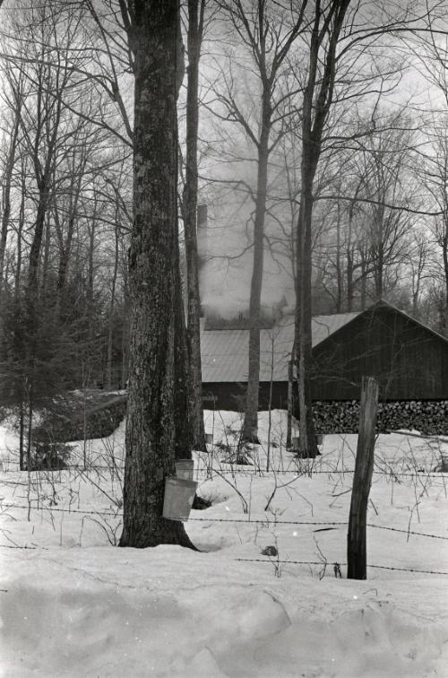 Yancey's Sugar Bush