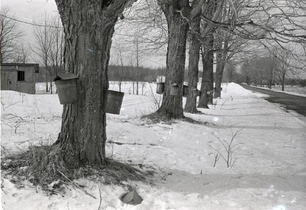 Yancey's Sugar Bush