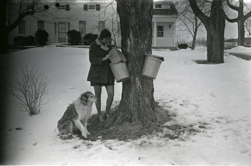 Yancey's Sugar Bush