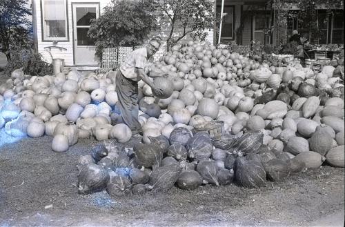 Farm Harvest