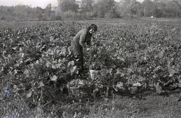 Farm Harvest