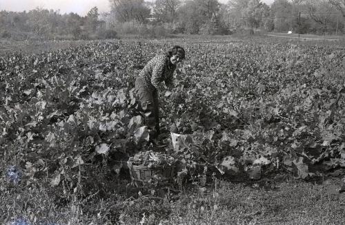 Farm Harvest