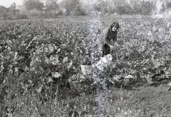 Farm Harvest