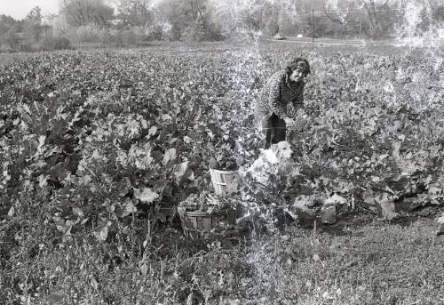 Farm Harvest