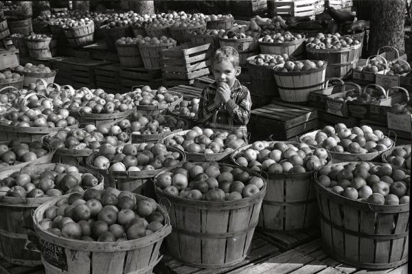 Farm Harvest