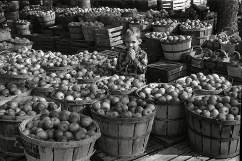 Farm Harvest