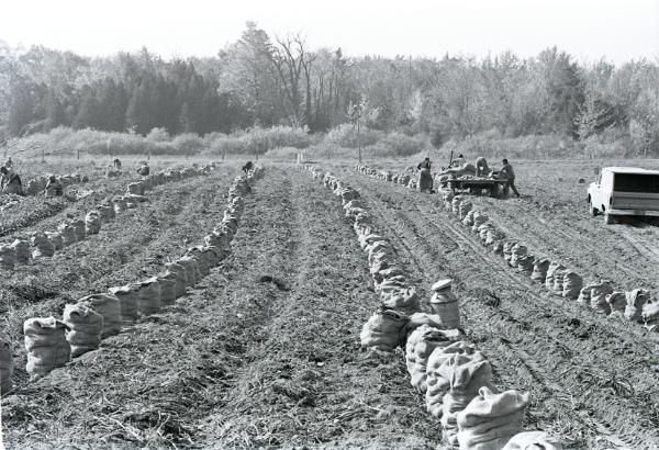 Farm Harvest