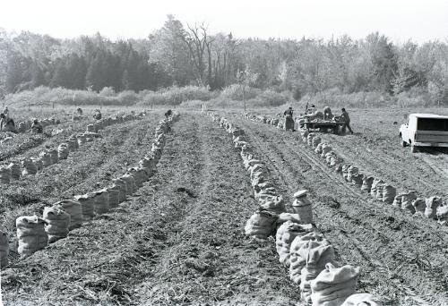 Farm Harvest