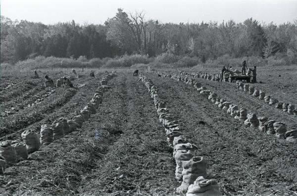 Farm Harvest