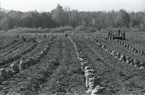 Farm Harvest