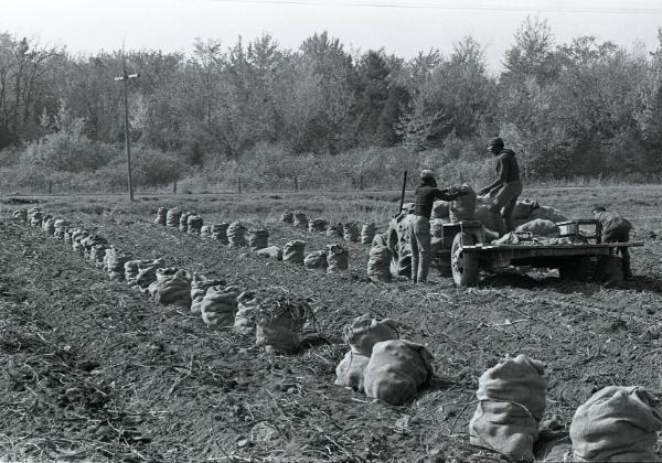 Farm Harvest