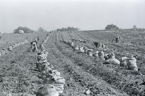 Farm Harvest