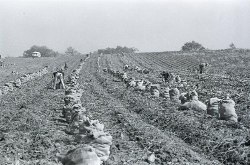 Farm Harvest