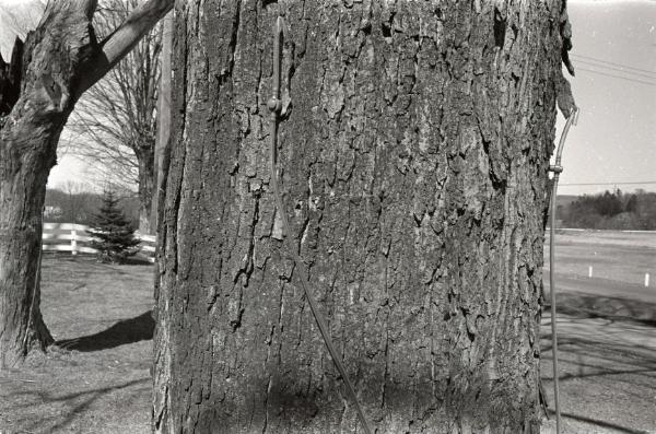 Maple Sugaring