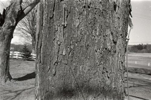 Maple Sugaring