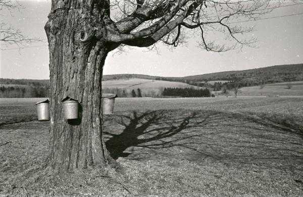 Maple Sugaring