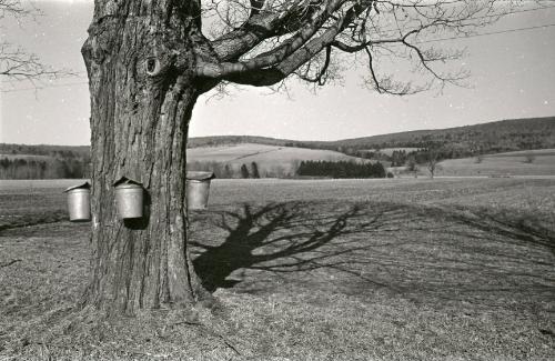 Maple Sugaring