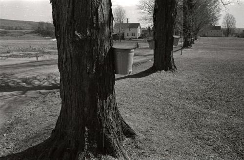 Maple Sugaring