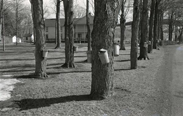 Maple Sugaring