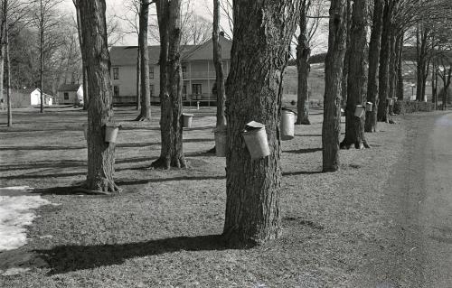 Maple Sugaring