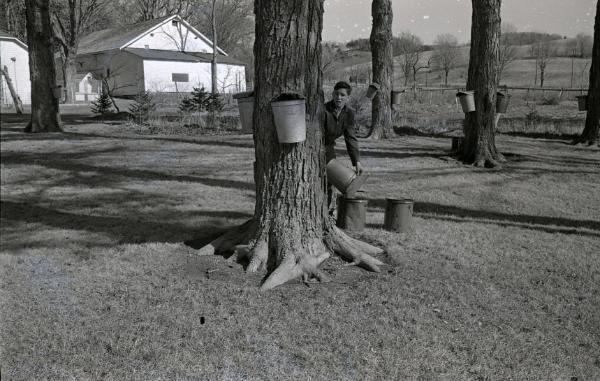 Maple Sugaring