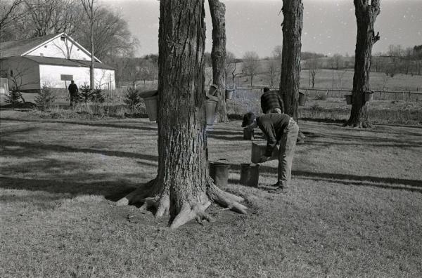 Maple Sugaring