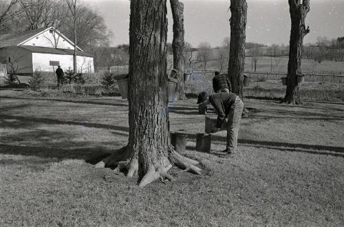 Maple Sugaring