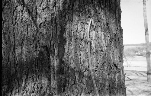 Maple Sugaring
