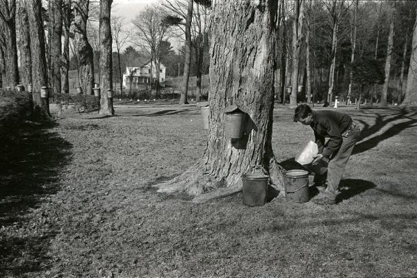 Maple Sugaring